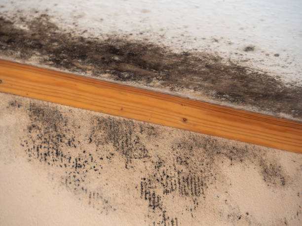 Best Mold Documentation for Insurance Claims  in West Salem, OH
